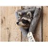 Image 4 : Raccoon In A Den Taxidermy