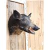 Image 3 : Wild Boar Hog Shoulder Mount Taxidermy