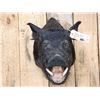 Image 2 : Wild Boar Hog Shoulder Mount Taxidermy
