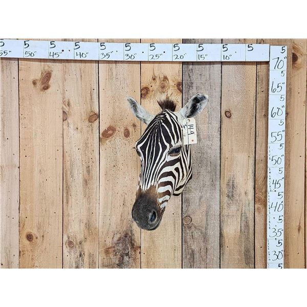 Zebra Neck Mount Taxidermy