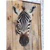 Image 2 : Zebra Neck Mount Taxidermy