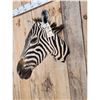 Image 3 : Zebra Neck Mount Taxidermy