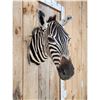 Image 4 : Zebra Neck Mount Taxidermy
