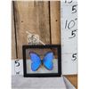 Image 1 : Beautiful Morpho Didius Butterfly Taxidermy