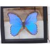 Image 2 : Beautiful Morpho Didius Butterfly Taxidermy