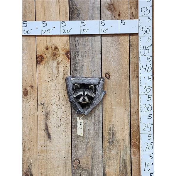 Raccoon In A Den Taxidermy