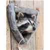 Image 3 : Raccoon In A Den Taxidermy