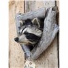 Image 4 : Raccoon In A Den Taxidermy