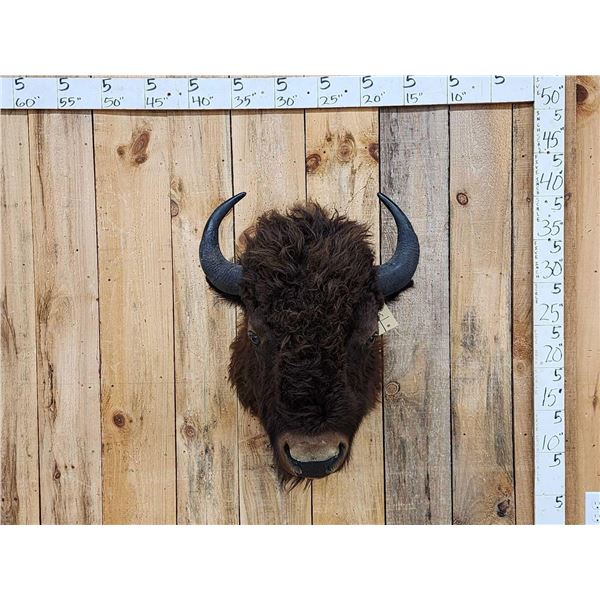 American Bison Buffalo Shoulder Mount Taxidermy