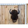 Image 1 : American Bison Buffalo Shoulder Mount Taxidermy