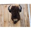 Image 2 : American Bison Buffalo Shoulder Mount Taxidermy
