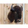 Image 3 : American Bison Buffalo Shoulder Mount Taxidermy