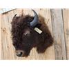 Image 4 : American Bison Buffalo Shoulder Mount Taxidermy