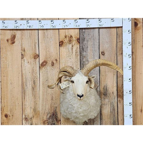 Jacob's 4 Horn Sheep Shoulder Mount Taxidermy