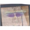 Image 2 : Frame Of 2 Giant Peruvian Grasshoppers Taxidermy