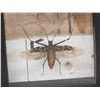 Image 3 : Frame Of 2 Giant Peruvian Grasshoppers Taxidermy
