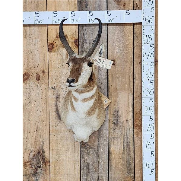 Pronghorn Antelope Shoulder Mount Taxidermy