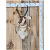 Image 1 : Pronghorn Antelope Shoulder Mount Taxidermy
