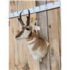 Image 2 : Pronghorn Antelope Shoulder Mount Taxidermy