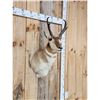 Image 3 : Pronghorn Antelope Shoulder Mount Taxidermy