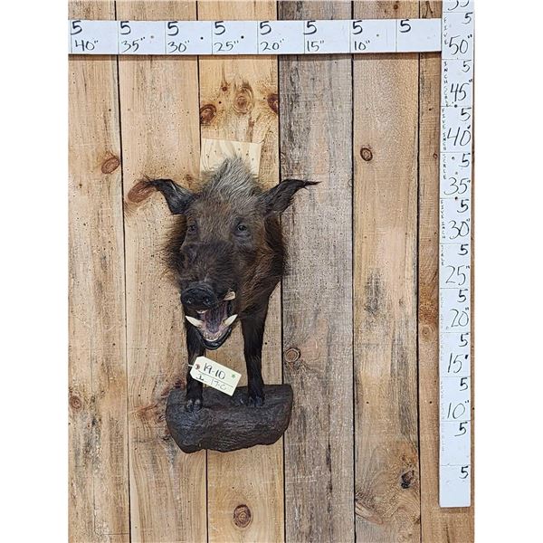 African Bush Pig Half Body Taxidermy Mount