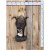 Image 1 : African Bush Pig Half Body Taxidermy Mount