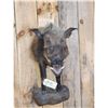 Image 2 : African Bush Pig Half Body Taxidermy Mount