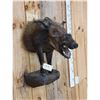 Image 3 : African Bush Pig Half Body Taxidermy Mount