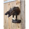 Image 4 : African Bush Pig Half Body Taxidermy Mount