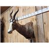 Image 2 : African Blesbok Wall Pedestal Taxidermy Mount