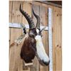 Image 4 : African Blesbok Wall Pedestal Taxidermy Mount