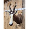 Image 5 : African Blesbok Wall Pedestal Taxidermy Mount