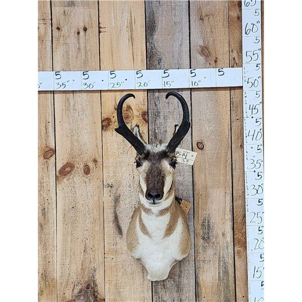 Pronghorn Antelope Shoulder Mount Taxidermy