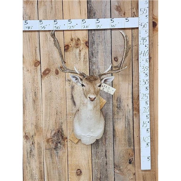 Fallow Deer Shoulder Mount Taxidermy