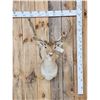 Image 1 : Fallow Deer Shoulder Mount Taxidermy