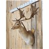 Image 2 : Fallow Deer Shoulder Mount Taxidermy