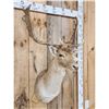 Image 3 : Fallow Deer Shoulder Mount Taxidermy