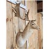 Image 4 : Fallow Deer Shoulder Mount Taxidermy