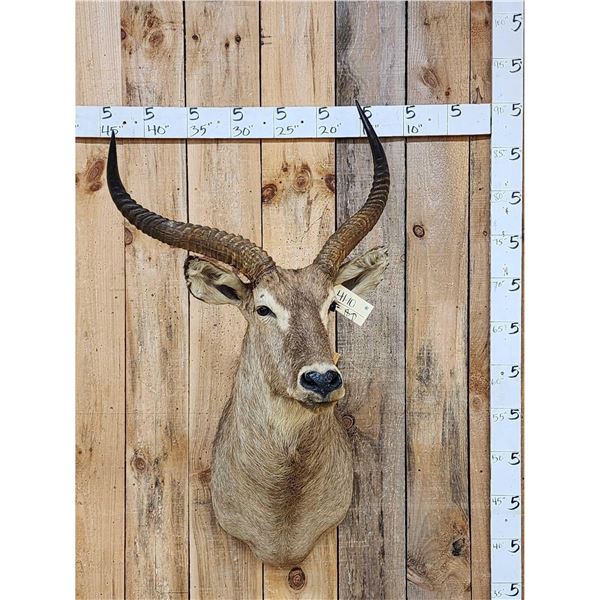 African Waterbuck Shoulder Mount Taxidermy