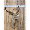 Image 1 : African Waterbuck Shoulder Mount Taxidermy