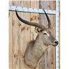 Image 3 : African Waterbuck Shoulder Mount Taxidermy