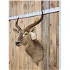 Image 4 : African Waterbuck Shoulder Mount Taxidermy