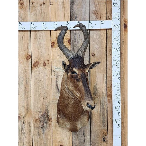 African Hartebeest Shoulder Mount Taxidermy