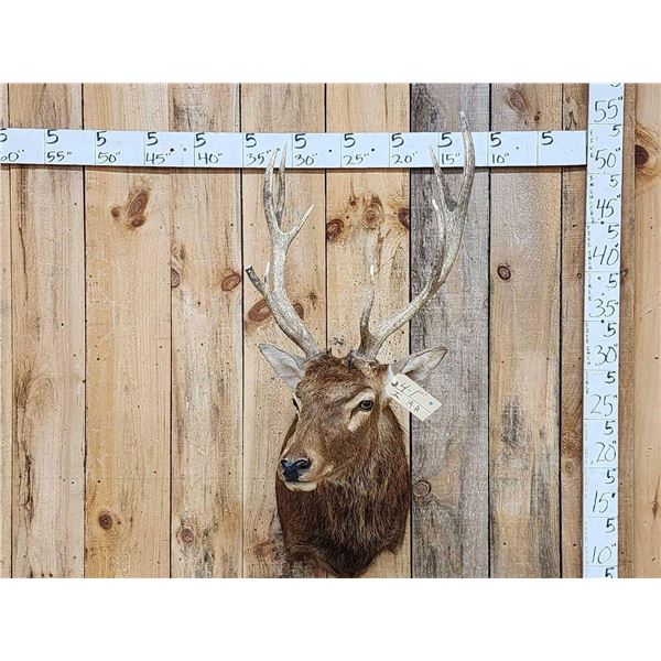 Red Stag Shoulder Mount Taxidermy