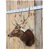 Image 2 : Red Stag Shoulder Mount Taxidermy