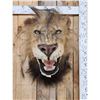 Image 2 : Reproduction African Black Mane Lion Shoulder Mount Taxidermy