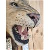 Image 3 : Reproduction African Black Mane Lion Shoulder Mount Taxidermy