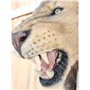 Image 4 : Reproduction African Black Mane Lion Shoulder Mount Taxidermy