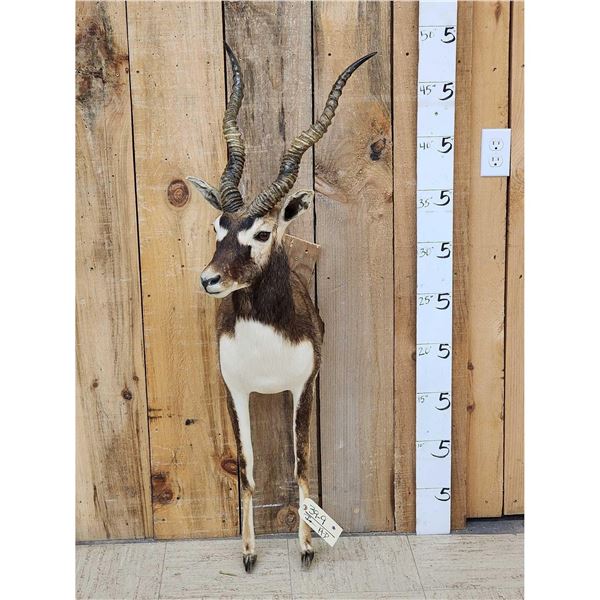 Indian Black Buck Half Body Taxidermy Mount