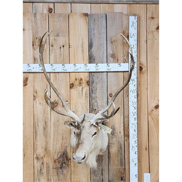 Caribou Shoulder Mount Taxidermy
